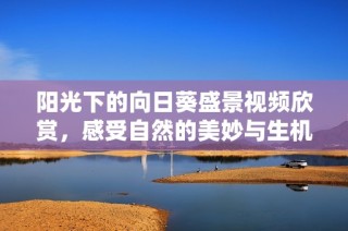 阳光下的向日葵盛景视频欣赏，感受自然的美妙与生机